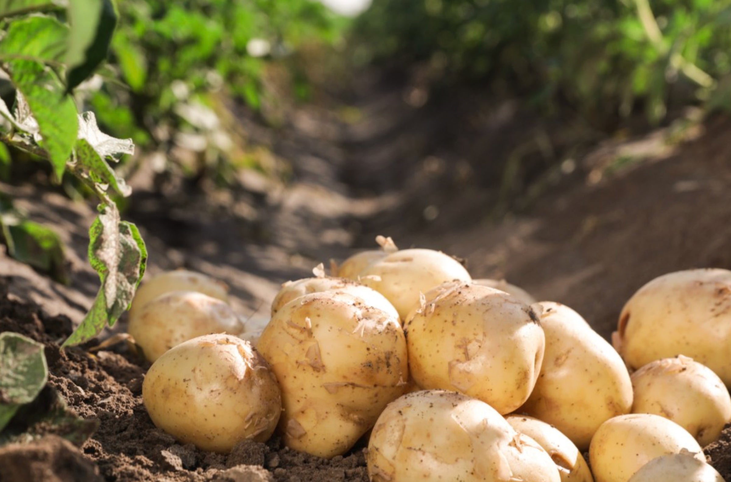 Why We Use British Produce in Our Crisps